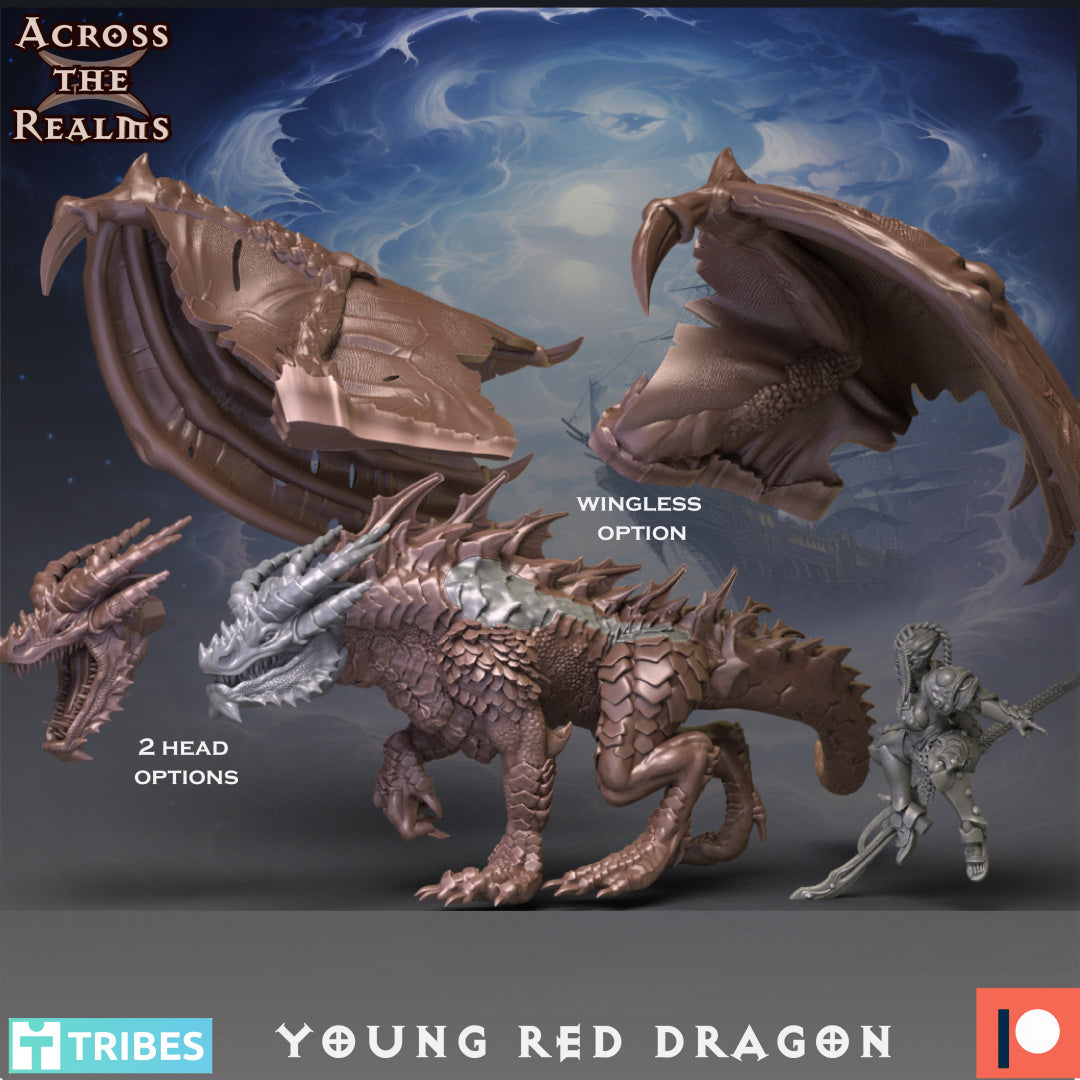 Young Red Dragon