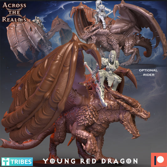 Young Red Dragon