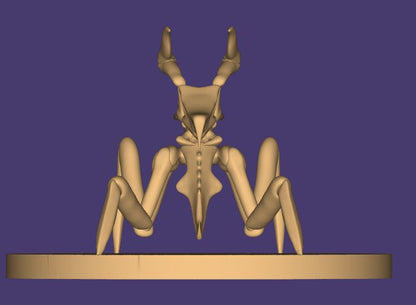 Arachnoid 2